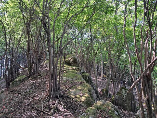 涼しき木陰