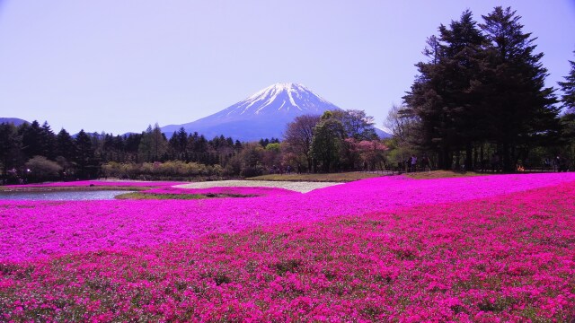 芝桜まつり会場から望む富士山