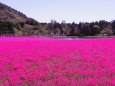 本栖湖リゾートの芝桜