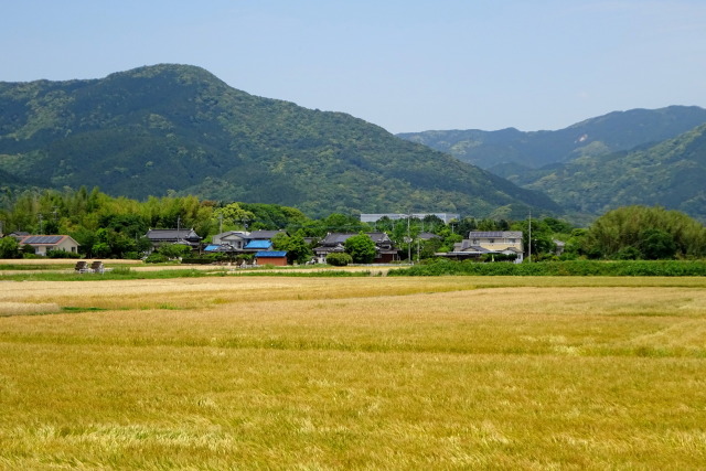 五月中旬 麦秋の里