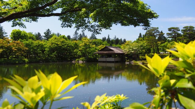 昭和記念公園の新緑