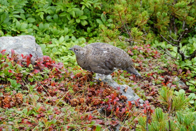 小仙丈ヶ岳の雄雷鳥2