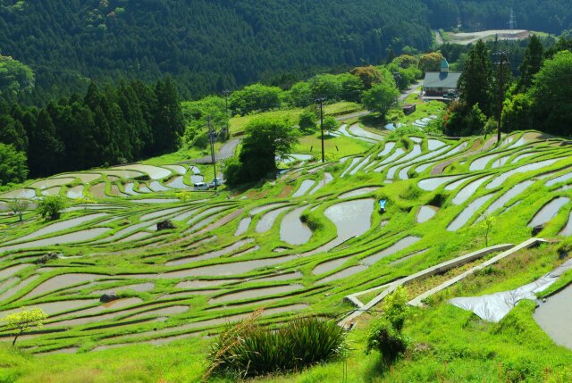 新緑の千枚田