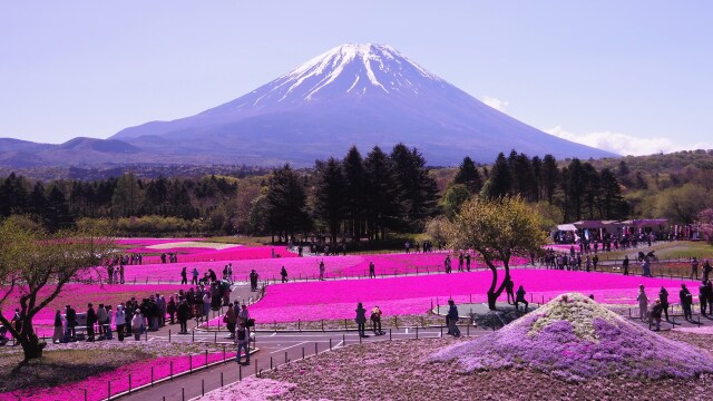 芝桜まつり会場から望む富士山