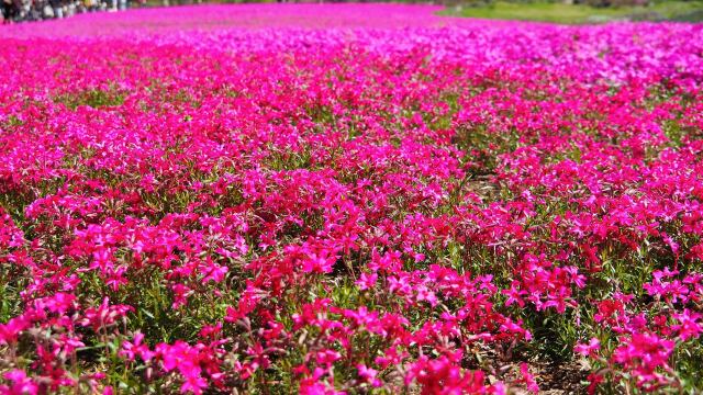 本栖湖リゾートの芝桜