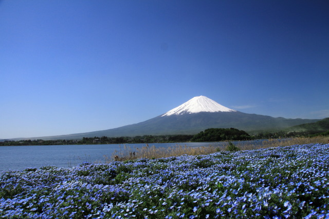 満開のネモフィラ&富士山