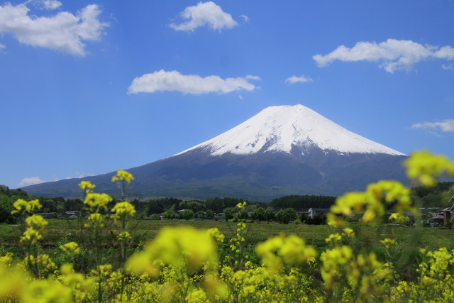 菜の花に富士山