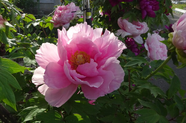 春の光にボタンの花