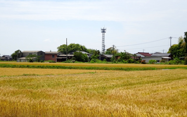 五月中旬 麦秋の里