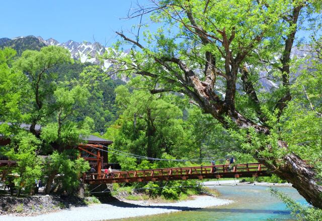 新緑の河童橋