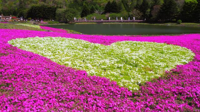 本栖湖リゾートの芝桜