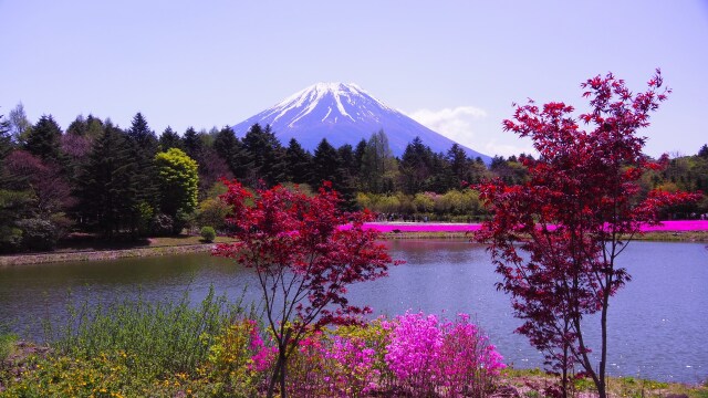 芝桜まつり会場から望む富士山