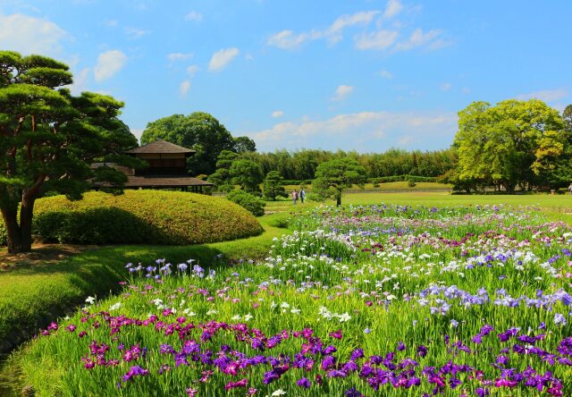 新緑の後楽園