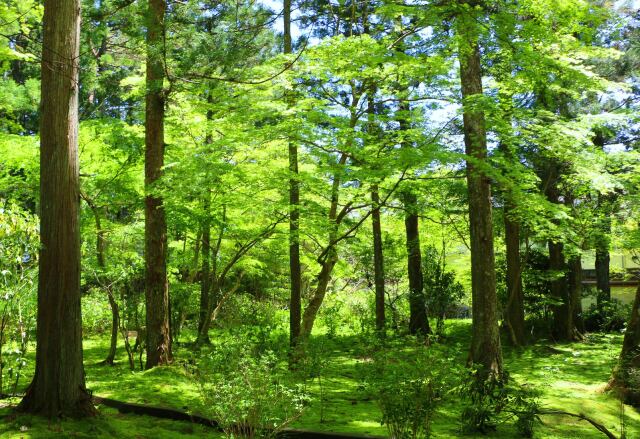 新緑の高野山