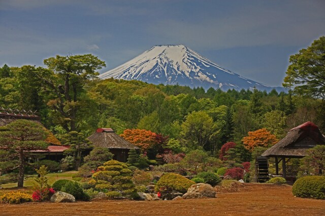 初夏 忍野の富士