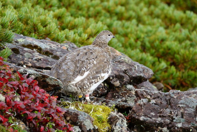 仙丈ヶ岳の雌雷鳥2