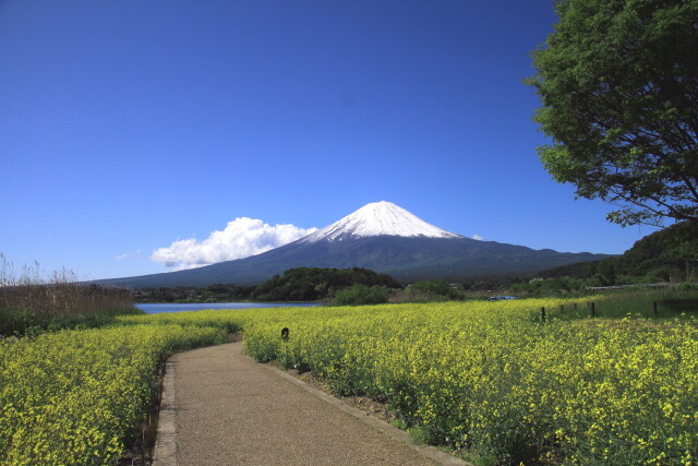 菜の花の富士山への道