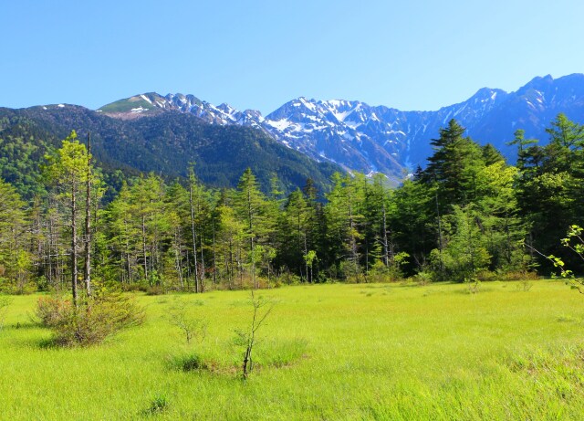 新緑の田代湿原