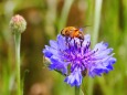 ヤグルマギクと蜜蜂