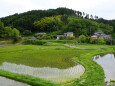 山里は田植えの季節