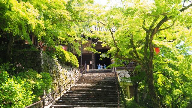 奈良長谷寺の新緑