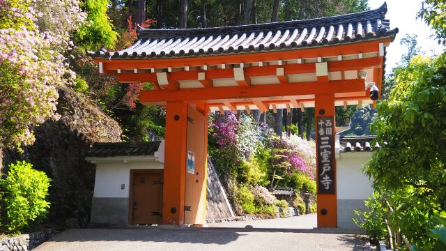 春の三室戸寺