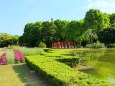 新緑の京都府立植物園