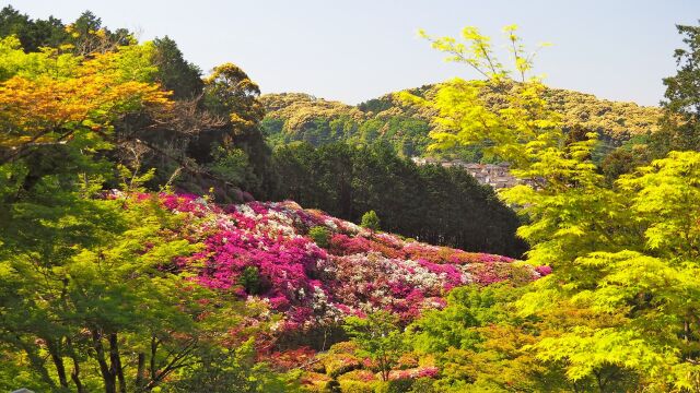 三室戸寺のツツジ