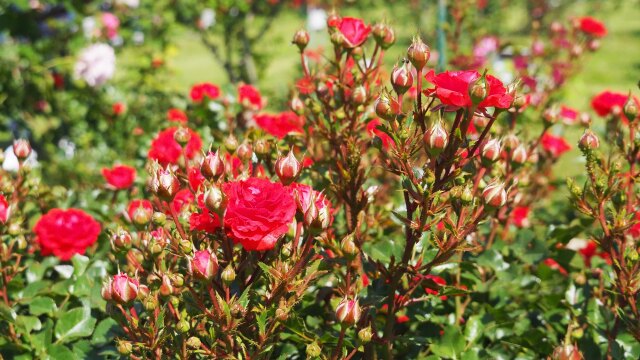 ヴェルニー公園のバラ