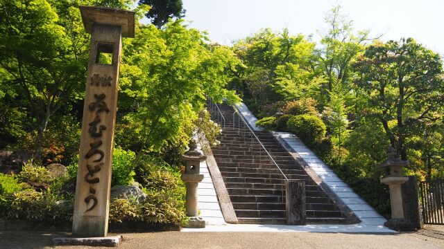 春の三室戸寺