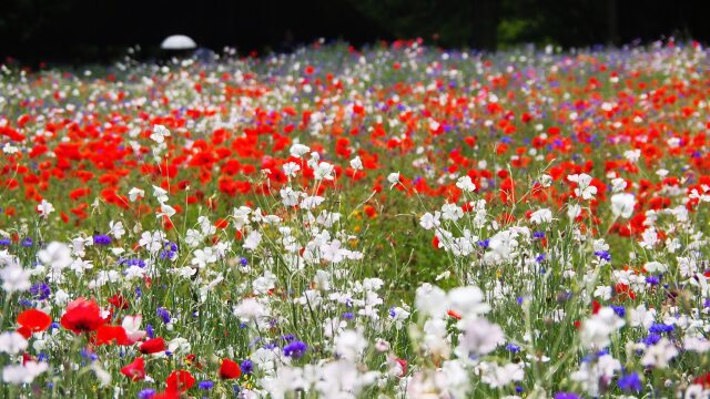 昭和記念公園のブーケガーデン