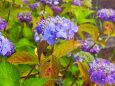 富山県中央植物園の紫陽花