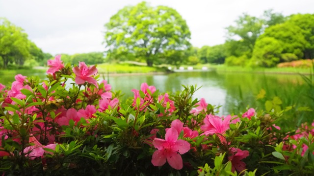 春の昭和記念公園