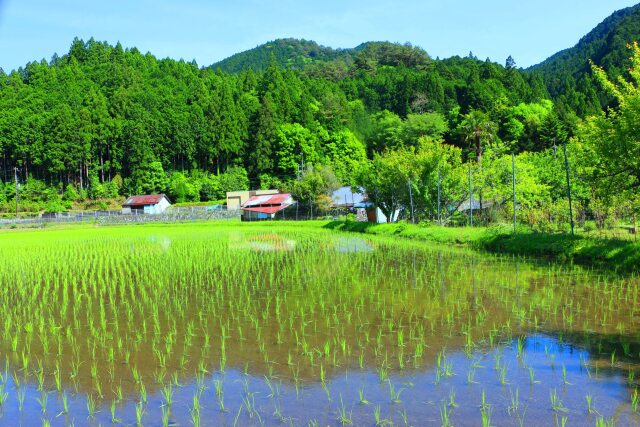 初夏の里山