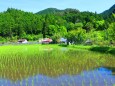 初夏の里山