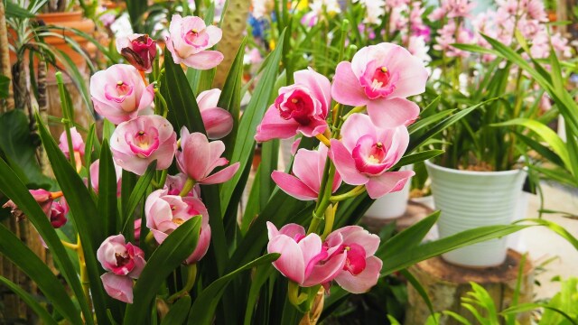 富山県中央植物園のシンビジウム