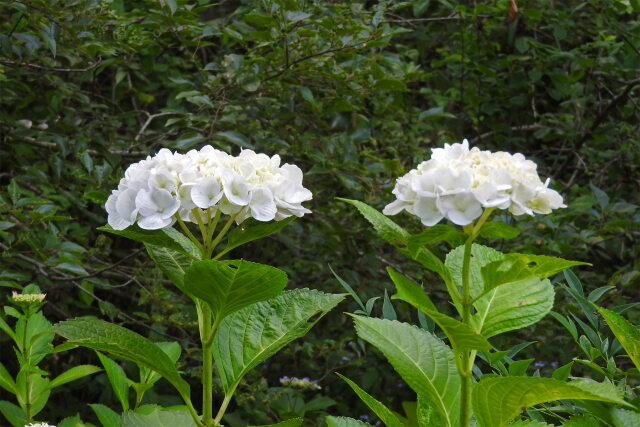 紫陽花 3