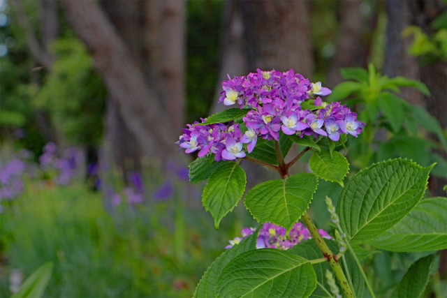 紫陽花