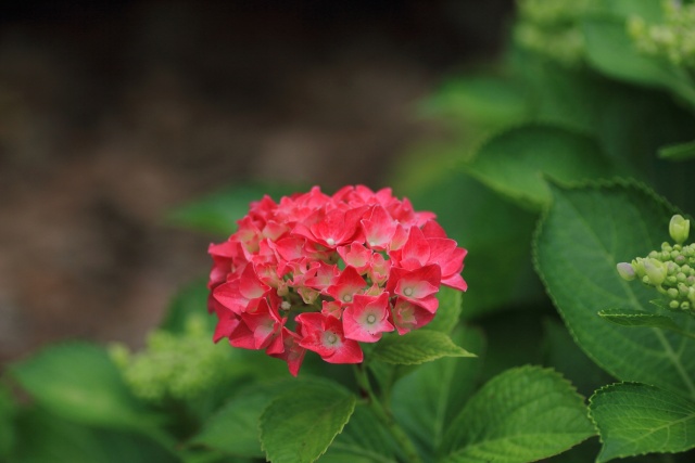 6月の花アジサイ