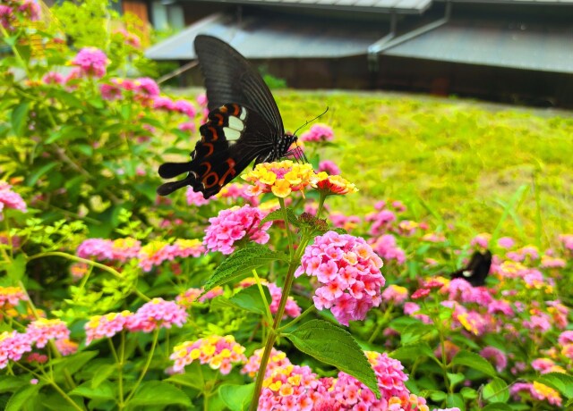 初夏の花