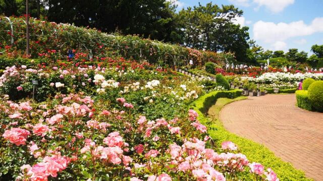 谷津バラ園のバラ