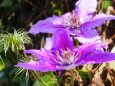 富山県中央植物園のクレマチス