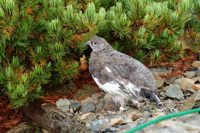 仙丈ヶ岳の雄雷鳥7