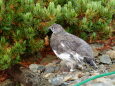 仙丈ヶ岳の雄雷鳥7