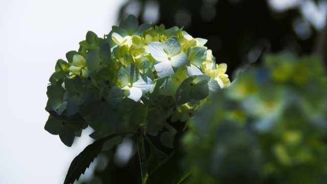 山下公園の紫陽花