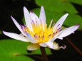 富山県中央植物園のスイレン