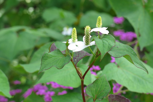 ドクダミの花