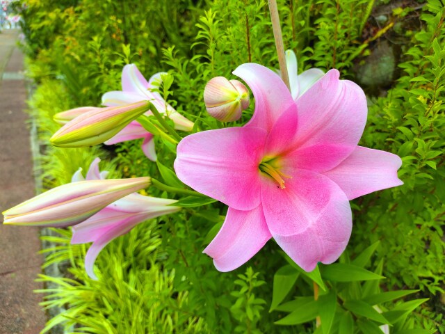 初夏の花