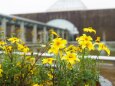 富山県中央植物園のビーダンス