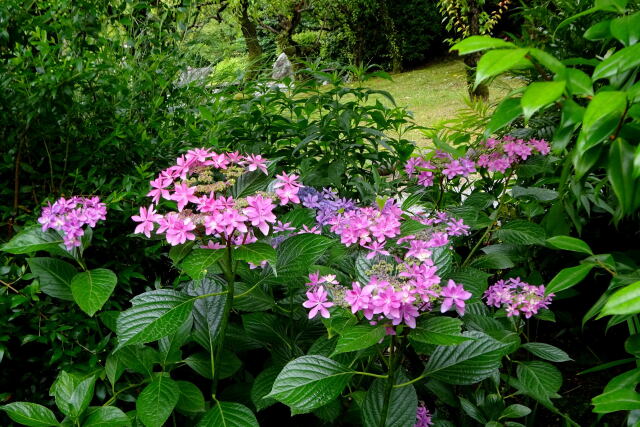 可愛く咲いている紫陽花